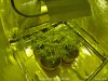 Grow_Tent_01_20200226200028.jpg