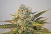 Amherst Sour Diesel 4.jpg