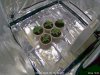 Grow_Tent_01_20200208080647.jpg