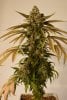 Amherst Sour Diesel 1.2.jpg