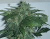 Day 91 - Day 49 of Flowering 1.jpg