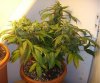 Day 91 - Day 49 of Flowering 2.jpg