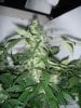 Day 91 - Day 49 of Flowering 4.jpg