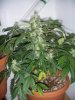 Day 91 - Day 49 of Flowering 5.jpg