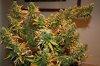 harvest day 55 flower 006.jpg