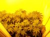 day 5 flowering 001.jpg