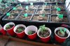 dopewear-albums-ghetto-veg-box-first-outdoor-grow-picture59003-dsc-2873.jpg