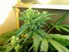 Great White Shark Flowering Day 46 #1.jpg