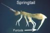 springtail.jpg