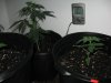 noghtime biggest bagseed.jpg