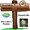 Ice River Genetics - Chem91 IBL.jpg