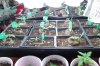 dopewear-albums-ghetto-veg-box-first-outdoor-grow-picture59142-dsc-2882.jpg