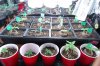 dopewear-albums-ghetto-veg-box-first-outdoor-grow-picture59143-dsc-2883.jpg