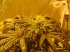 second week flowering (22).JPG