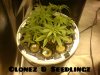 MAY20seednclonez.jpg