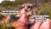 pygmy-possum.jpg