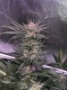 1966295_ilgm-og-kush-fem-grow-journal-by-treefarmercharlieilgmog-kush-fem.jpg