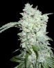 afghan-kush-special-225.jpg