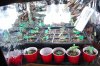 dopewear-albums-ghetto-veg-box-first-outdoor-grow-picture59601-dsc-2901.jpg