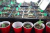 dopewear-albums-ghetto-veg-box-first-outdoor-grow-picture59602-dsc-2902.jpg