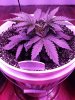 1974982_crop-king-seeds-white-widow-grow-journal-by-clstr8cropkingseedswhite-widow.jpg