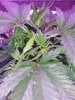 1979037_crop-king-seeds-white-widow-grow-journal-by-clstr8cropkingseedswhite-widow.jpg