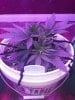 1985846_crop-king-seeds-white-widow-grow-journal-by-clstr8cropkingseedswhite-widow.jpg