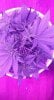 1989401_crop-king-seeds-white-widow-grow-journal-by-clstr8cropkingseedswhite-widow.jpg