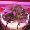 1993092_crop-king-seeds-white-widow-grow-journal-by-clstr8cropkingseedswhite-widow.jpg