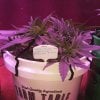 2001946_crop-king-seeds-white-widow-grow-journal-by-clstr8cropkingseedswhite-widow.jpg