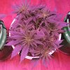 2005517_crop-king-seeds-white-widow-grow-journal-by-clstr8cropkingseedswhite-widow.jpg