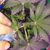 1997592_crop-king-seeds-train-wreck-grow-journal-by-clstr8cropkingseedstrain-wreck.jpg