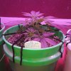 2001972_crop-king-seeds-train-wreck-grow-journal-by-clstr8cropkingseedstrain-wreck.jpg