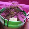 2005551_crop-king-seeds-train-wreck-grow-journal-by-clstr8cropkingseedstrain-wreck.jpg