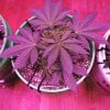 2005553_crop-king-seeds-train-wreck-grow-journal-by-clstr8cropkingseedstrain-wreck.jpg