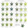 marijuana-deficiency-chart-3.jpg