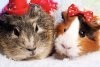 11408319-funny-animals-meerschweinchen-weihnachten-porträt.jpg