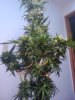 tied up nugs1.jpg