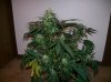 dirtmeds-albums-growop-09-picture59743-aurora-indica-clone-42-days.jpg