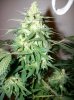 dirtmeds-albums-growop-09-picture59744-aurora-indica-clone-cola-42.jpg