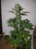 dirtmeds-albums-growop-09-picture59745-bubbledust-42-days-flower.jpg