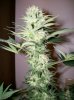 dirtmeds-albums-growop-09-picture59746-bubbledust-cola-42-days-flower.jpg