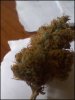 phreakygoat-albums-medical-grow-picture59766-pkush.jpeg