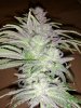 1667152_ripper-seeds-zombie-kush-3-grow-journal-by-cannapprentice-growdiariesripper-seedszombi...jpg