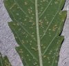 aphids-on-cannabis-leaves-with-larvae-sm.jpg