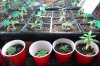 dopewear-albums-ghetto-veg-box-first-outdoor-grow-picture59849-dsc-2914.jpg