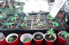 dopewear-albums-ghetto-veg-box-first-outdoor-grow-picture59848-dsc-2913.jpg