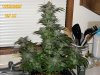 sour_d__trainwreck_099.jpg