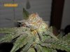 sour_d__trainwreck_100.jpg