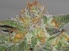 sour_d__trainwreck_108.jpg